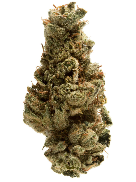 Gigabud