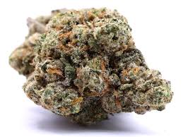 Picture of Gluetopia Cannabis strain featuring a premium indoor grown cannabis flower with bright green and orange trichomes 